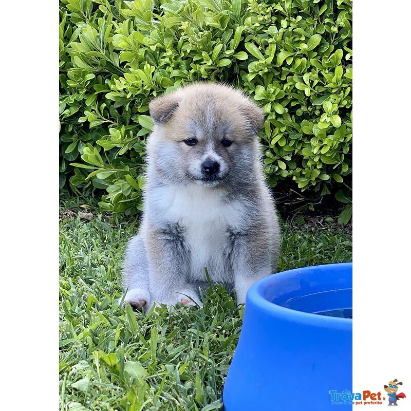 Cuccioli Akita Inu - Foto n. 4