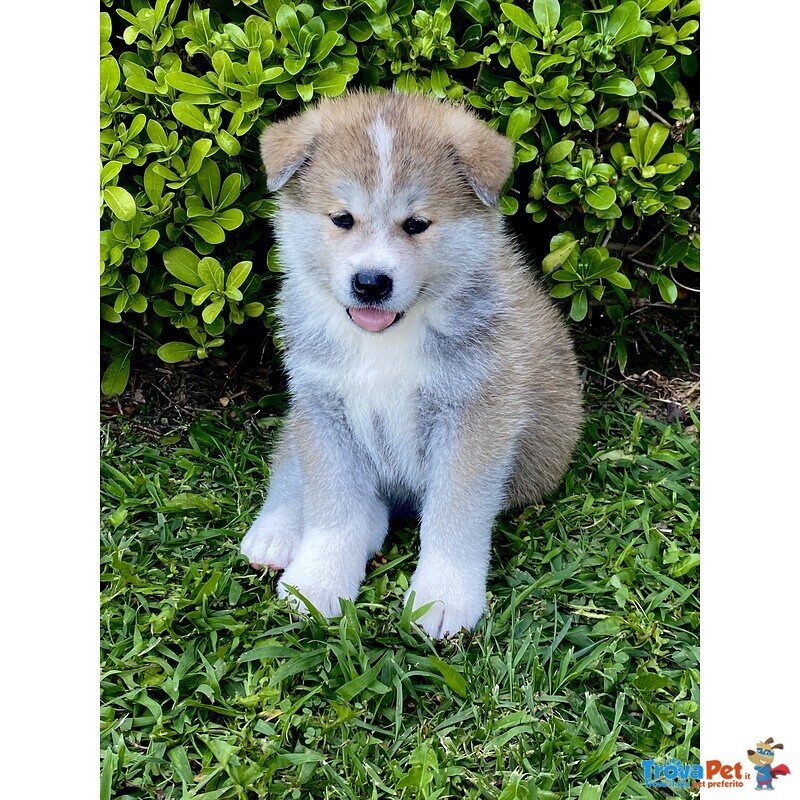 Cuccioli Akita Inu - Foto n. 5