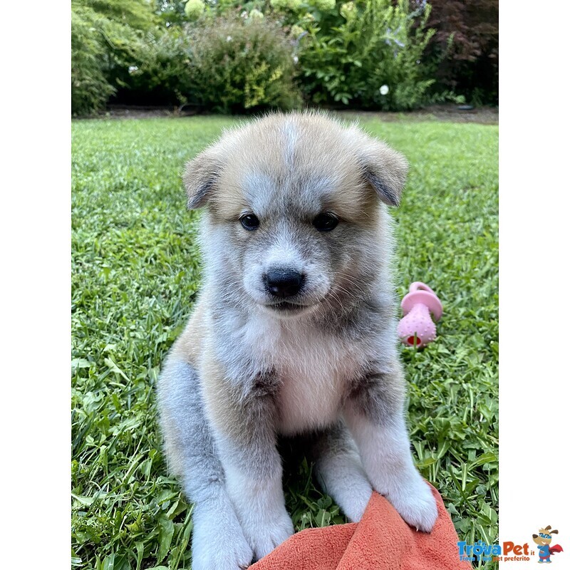 Cuccioli Akita Inu - Foto n. 6