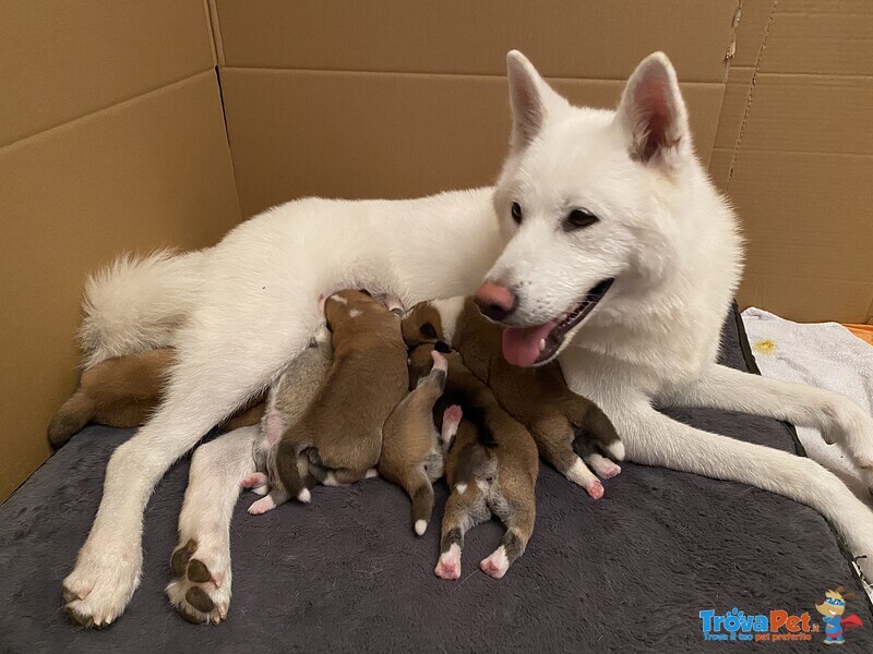 Cuccioli Akita Inu - Foto n. 7