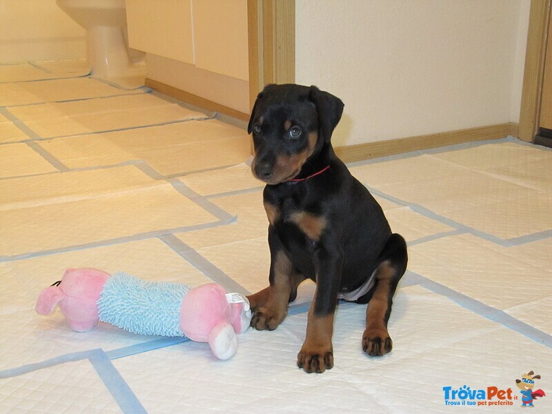 Splendidi Cuccioli di Dobermann - Foto n. 1