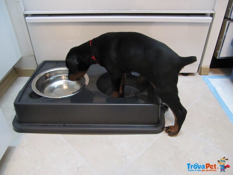 Splendidi Cuccioli di Dobermann - Foto n. 2