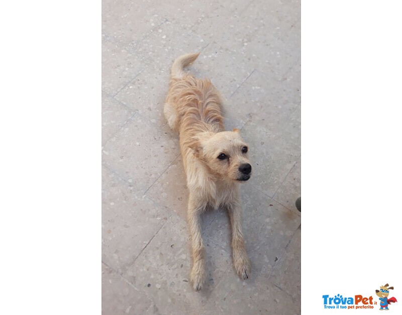 Diego, 5 kg di Dolcezza, Abbandonato in Strada - Foto n. 3