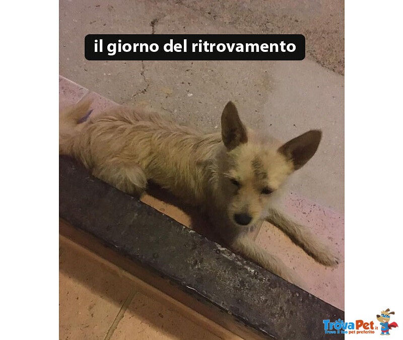 Diego, 5 kg di Dolcezza, Abbandonato in Strada - Foto n. 5