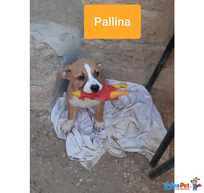 Pallino e Pallina, Incroci Amstaff - Foto n. 1