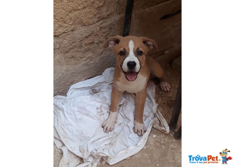 Pallino e Pallina, Incroci Amstaff - Foto n. 5