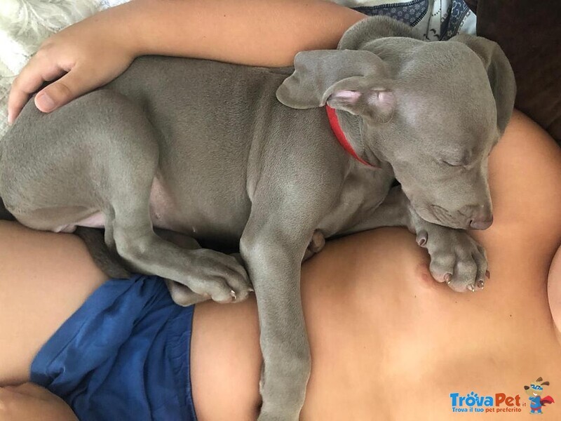 Cuccioli Weimaraner - Foto n. 2