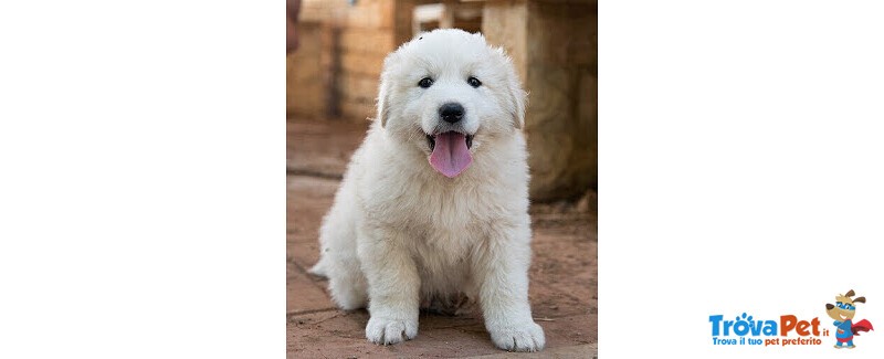 Cucciolo di Pastore Maremmano Abruzzese - Foto n. 1