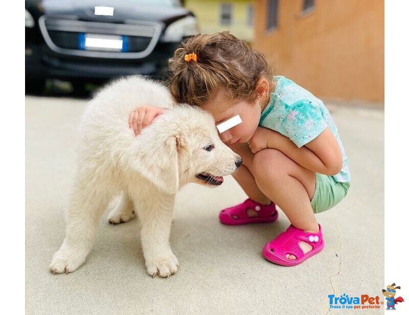 Cucciolo di Pastore Maremmano Abruzzese - Foto n. 2