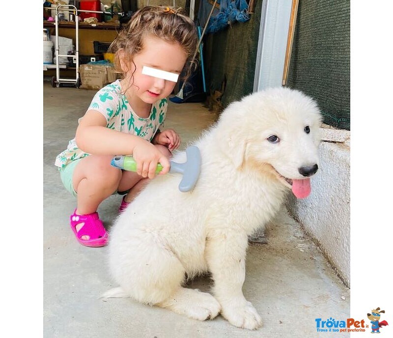 Cucciolo di Pastore Maremmano Abruzzese - Foto n. 3