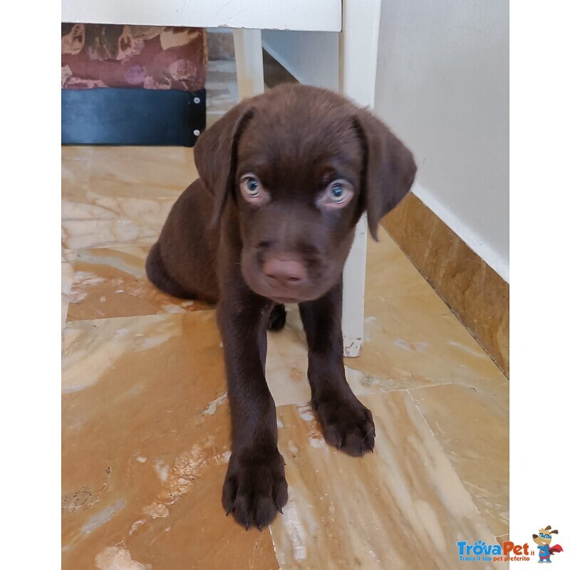 Cuccioli di Labrador - Foto n. 2