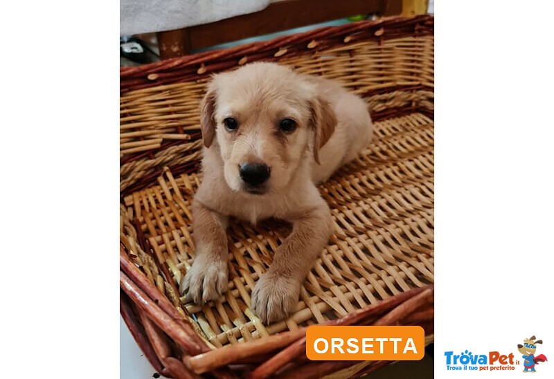 Le 8 Meraviglie: Cuccioli 70 gg, Chiara, Lady, Michela, Miriam, Orsetta, Pallina, Pinuccio e Toto' - Foto n. 3