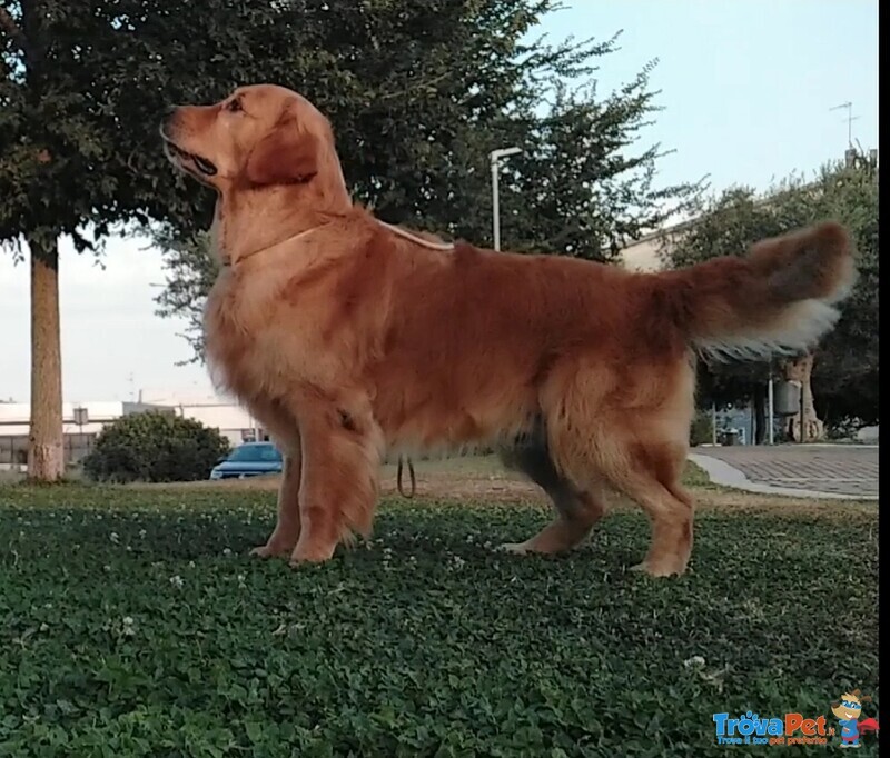 Cucciolata Golden Retriever - Foto n. 3