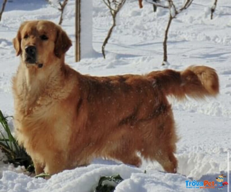 Cucciolata Golden Retriever - Foto n. 6