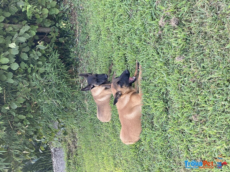 Cuccioli Pastore Belga Malinois - Foto n. 2