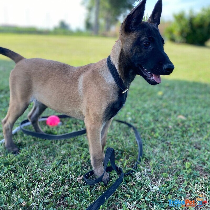 Cuccioli Pastore Belga Malinois - Foto n. 1