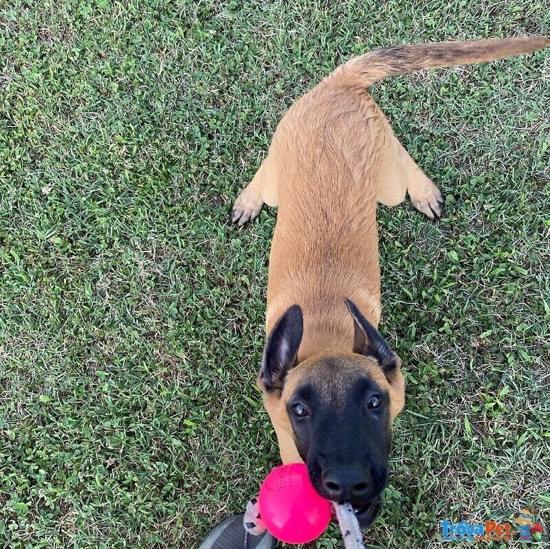 Cuccioli Pastore Belga Malinois - Foto n. 3