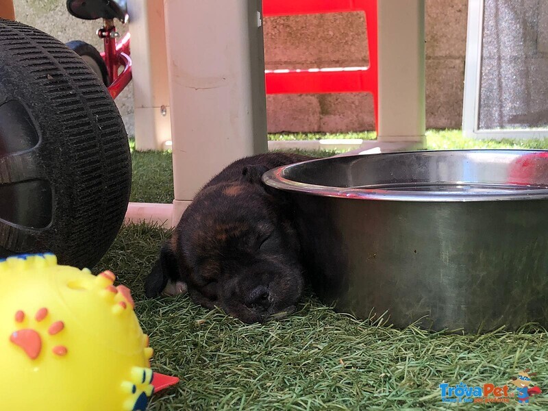 Cuccioli di Staffordshire bull Terrier - Foto n. 3