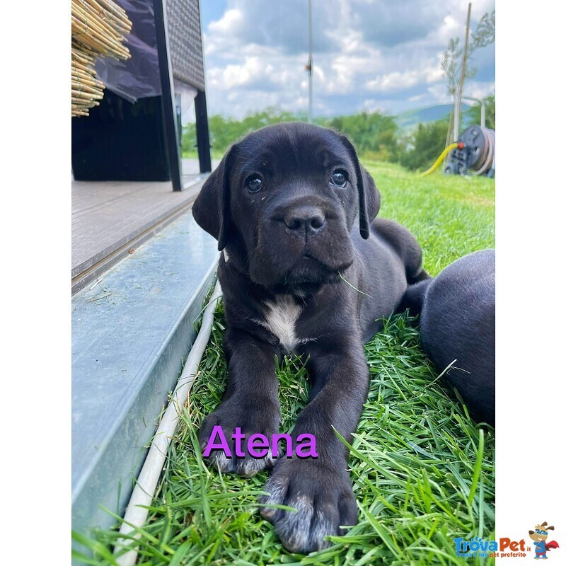 Cuccioli cane Corso - Foto n. 2