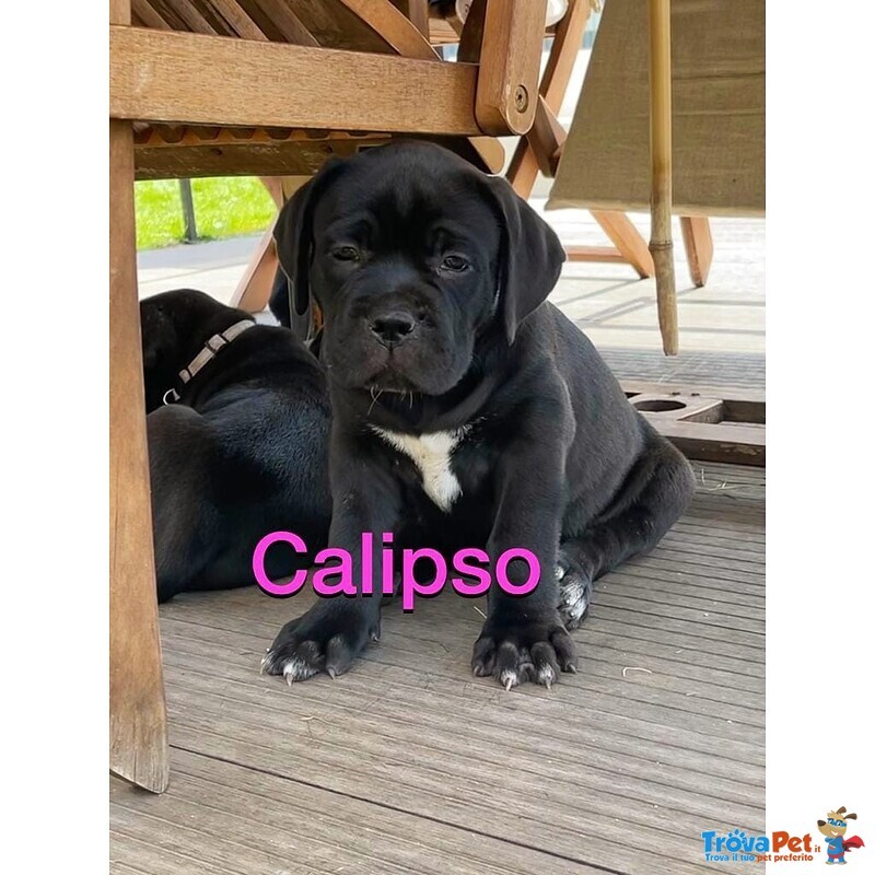 Cuccioli cane Corso - Foto n. 7