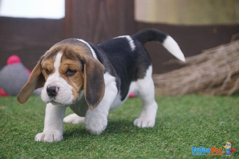 Beagle Cuccioli Splendidi con Pedigree - Foto n. 3