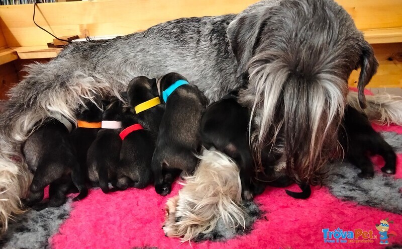 Cuccioli Schnauzer Medio pepe e Sale - Foto n. 1