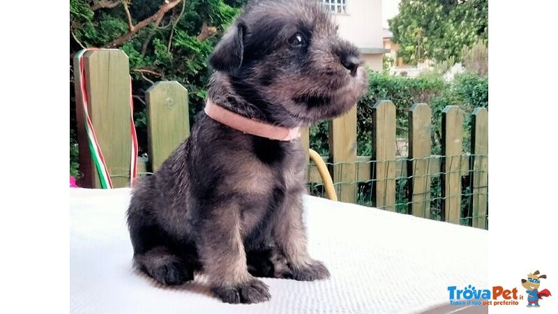 Cuccioli Schnauzer Medio pepe e Sale - Foto n. 3