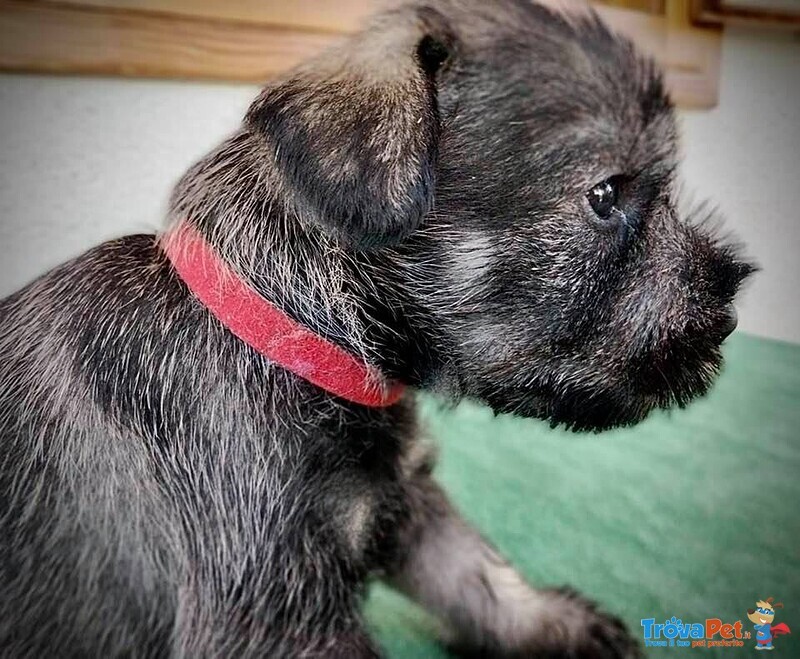 Cuccioli Schnauzer Medio pepe e Sale - Foto n. 4