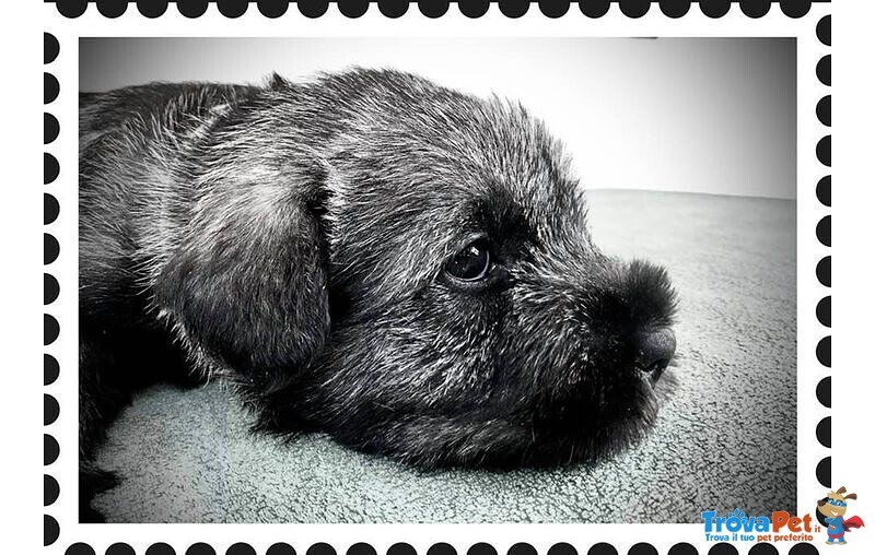 Cuccioli Schnauzer Medio pepe e Sale - Foto n. 5