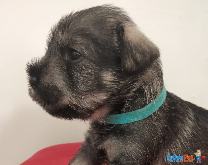 Cuccioli Schnauzer Medio pepe e Sale - Foto n. 6