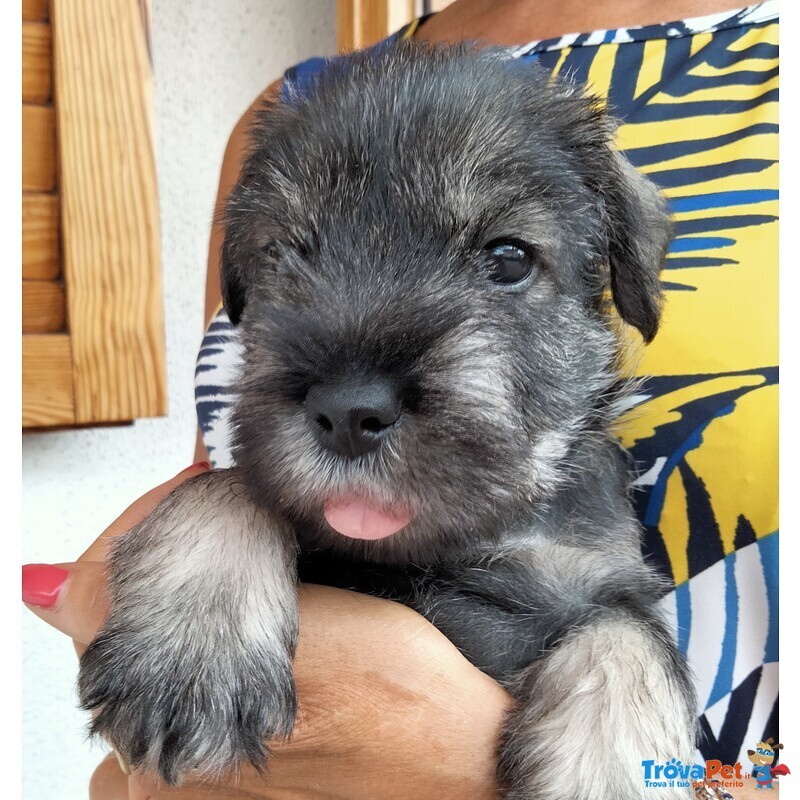 Cuccioli Schnauzer Medio pepe e Sale - Foto n. 7