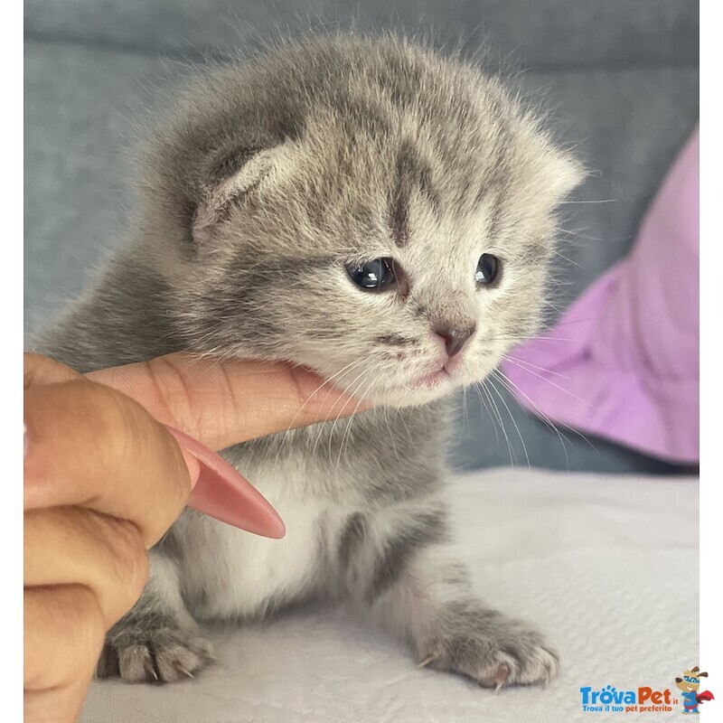 Cuccioli Scottish Fold/straight - Foto n. 2