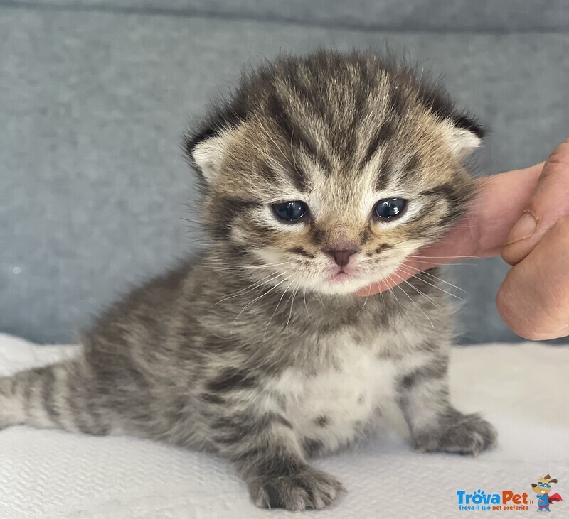 Cuccioli Scottish Fold/straight - Foto n. 3