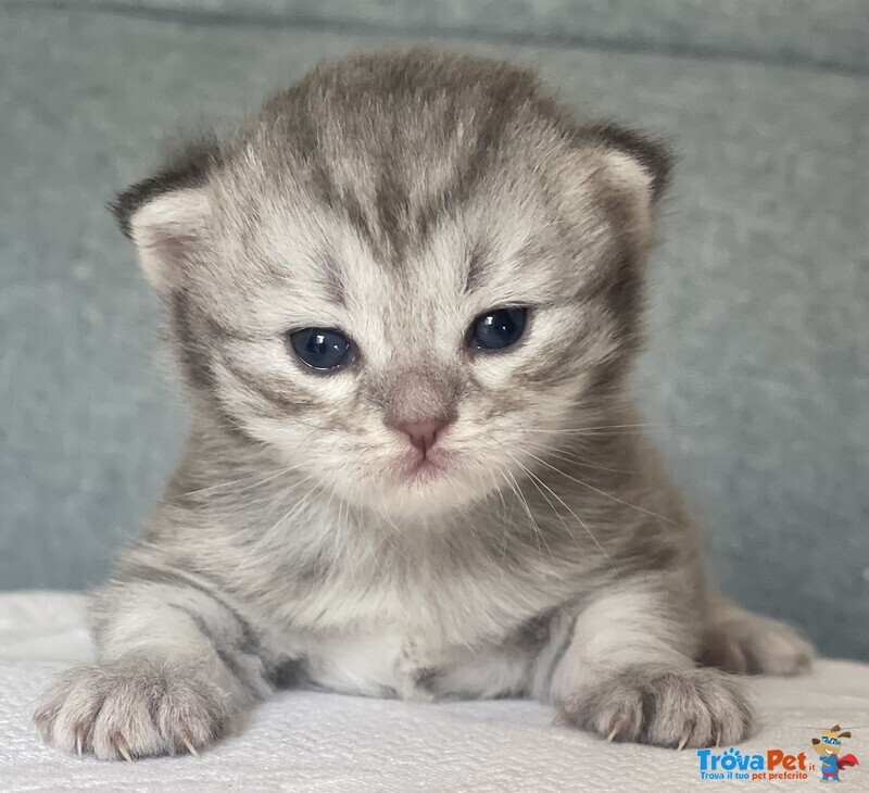 Cuccioli Scottish Fold/straight - Foto n. 4