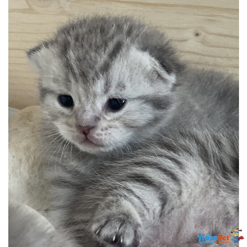 Cuccioli Scottish Fold/straight - Foto n. 5