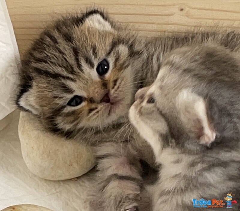 Cuccioli Scottish Fold/straight - Foto n. 6