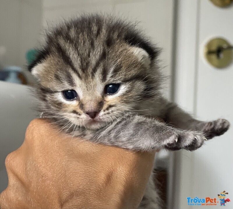 Cuccioli Scottish Fold/straight - Foto n. 1