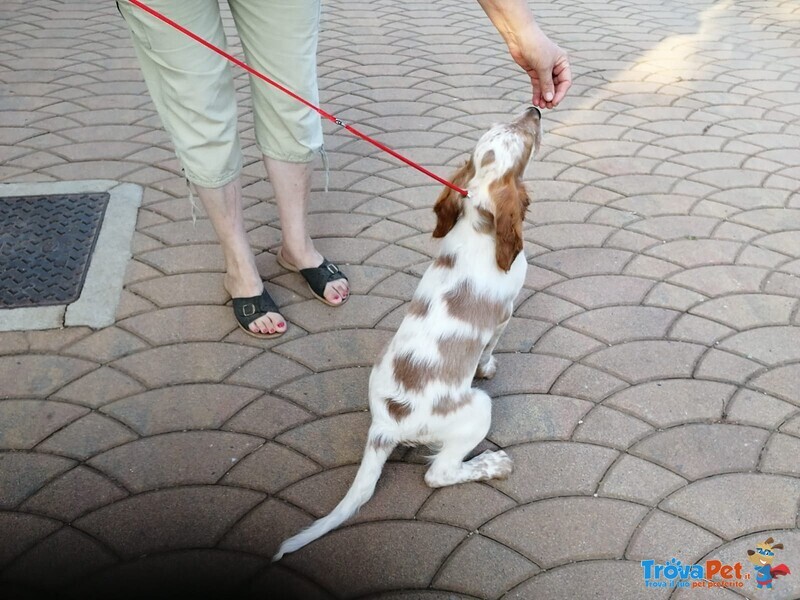 Cani Cucciolo Maschio Setter Inglese - Foto n. 4