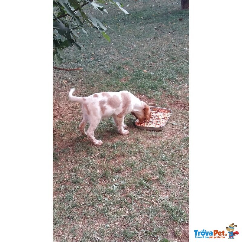 Cani Cucciolo Maschio Setter Inglese - Foto n. 5