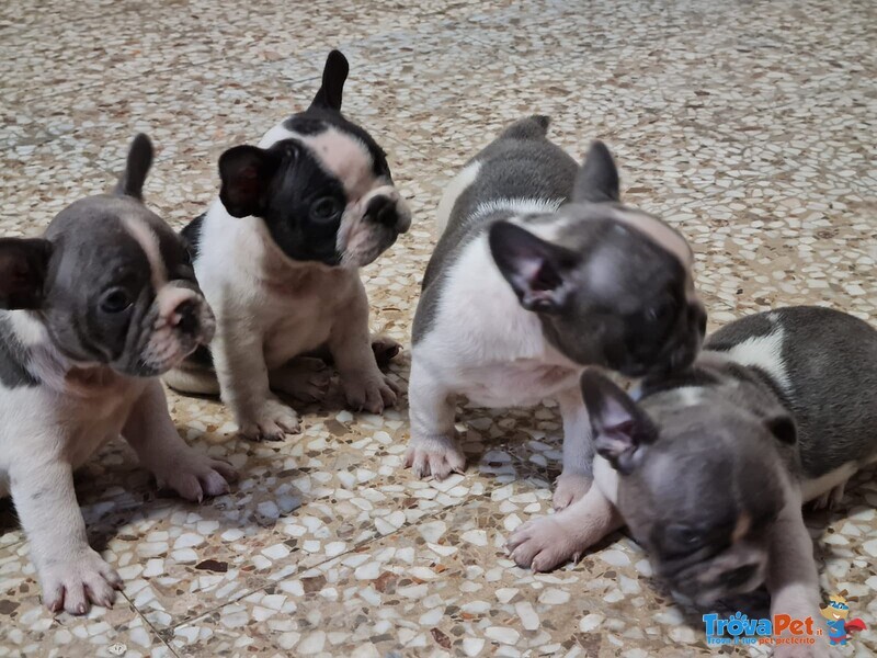 4 Maschietti Bulldog Francese - Foto n. 1