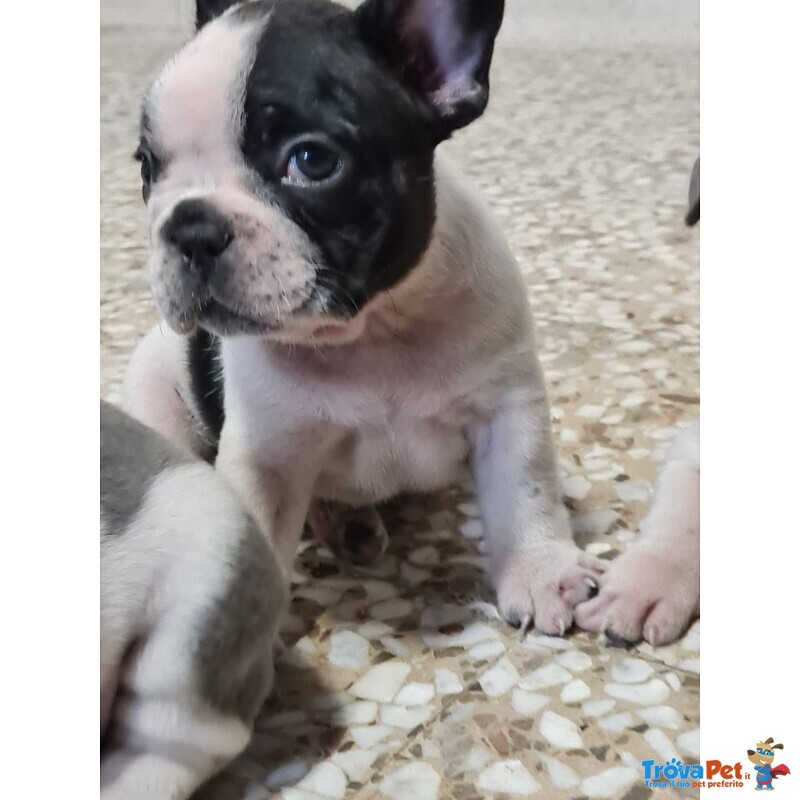 4 Maschietti Bulldog Francese - Foto n. 2