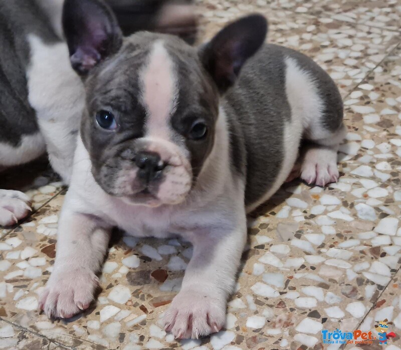 4 Maschietti Bulldog Francese - Foto n. 4