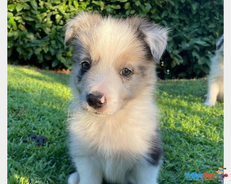 Cuccioli Border Collie - Foto n. 1