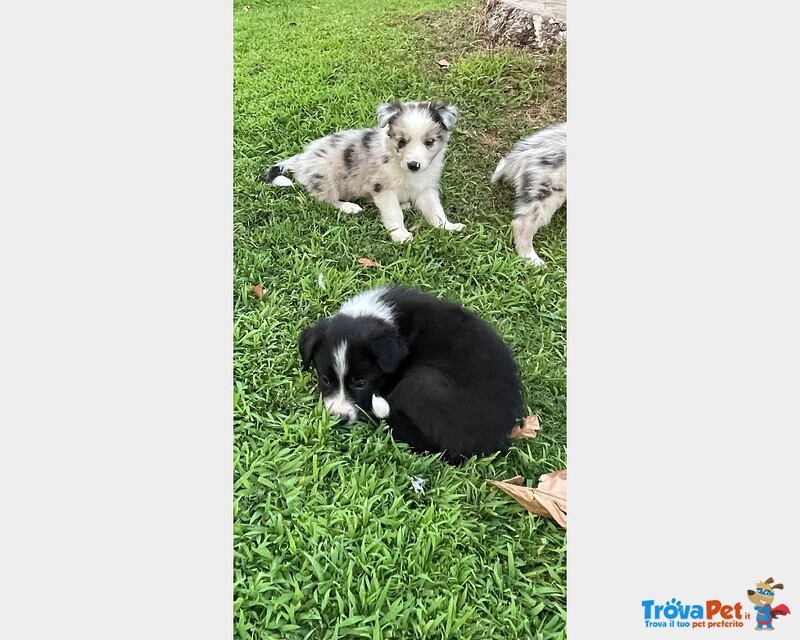 Cuccioli Border Collie - Foto n. 5