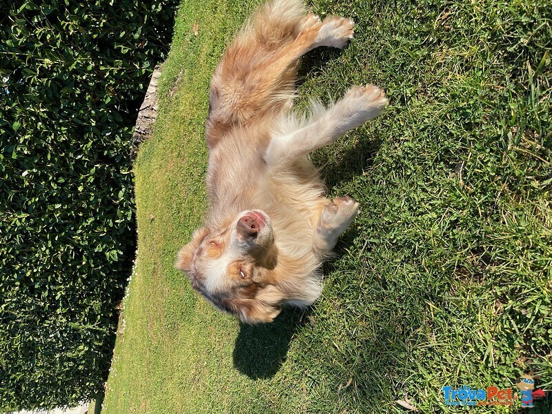 Cuccioli Border Collie - Foto n. 6