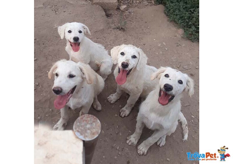 Cucioli 4 mesi Simile Golden Retriver - Foto n. 1