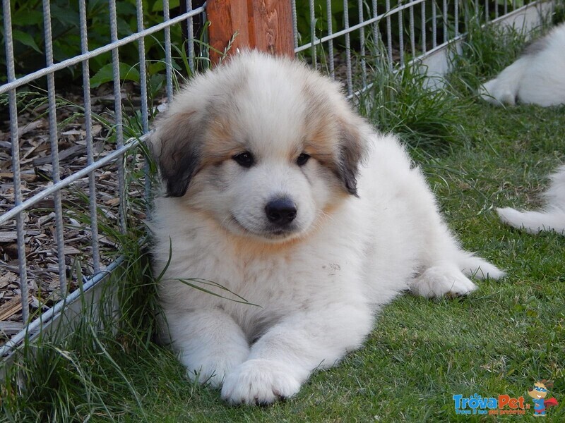 Cuccioli cani da Montagna dei Pirenei - Foto n. 1