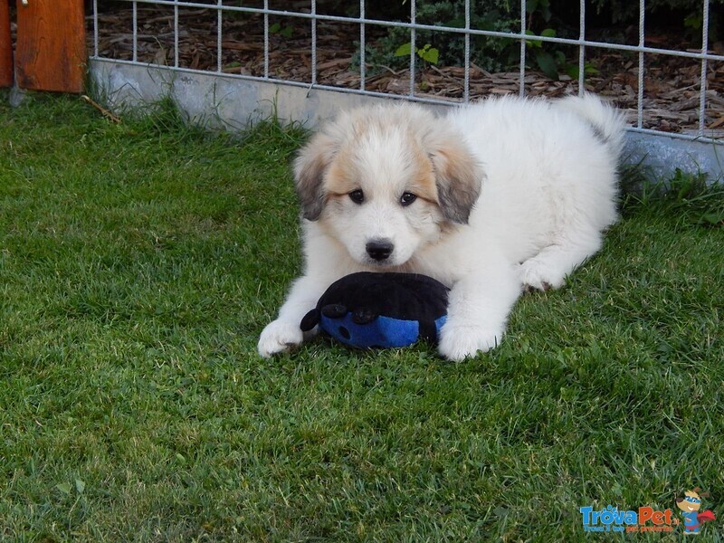 Cuccioli cani da Montagna dei Pirenei - Foto n. 2