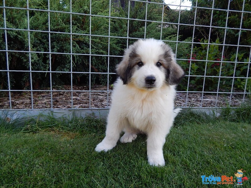 Cuccioli cani da Montagna dei Pirenei - Foto n. 3