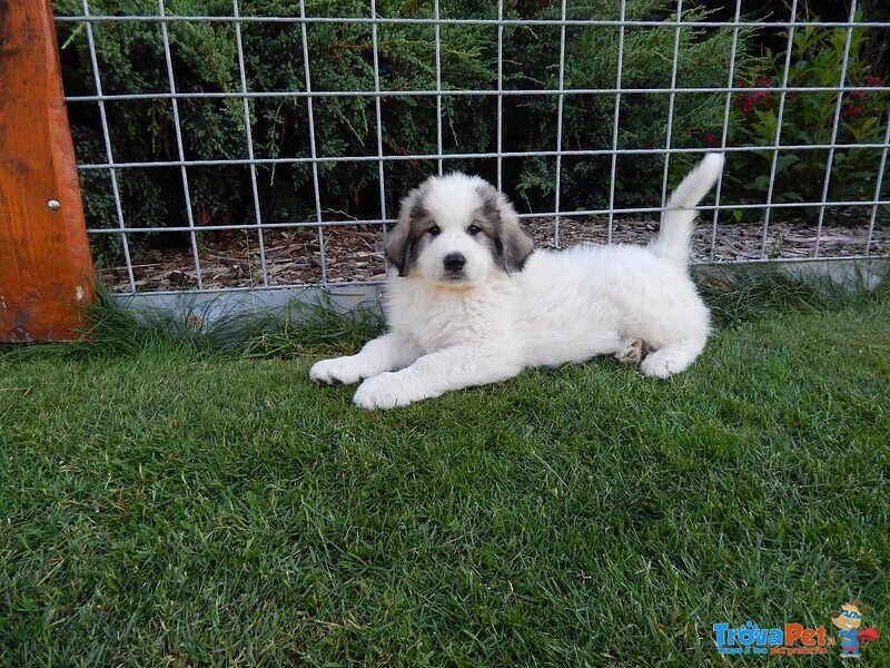 Cuccioli cani da Montagna dei Pirenei - Foto n. 4